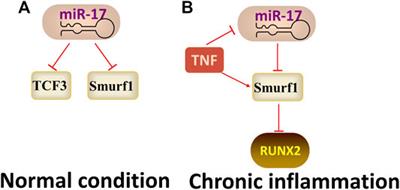 Progress in the Study of Non-Coding RNAs in Multidifferentiation Potential of Dental-Derived Mesenchymal Stem Cells